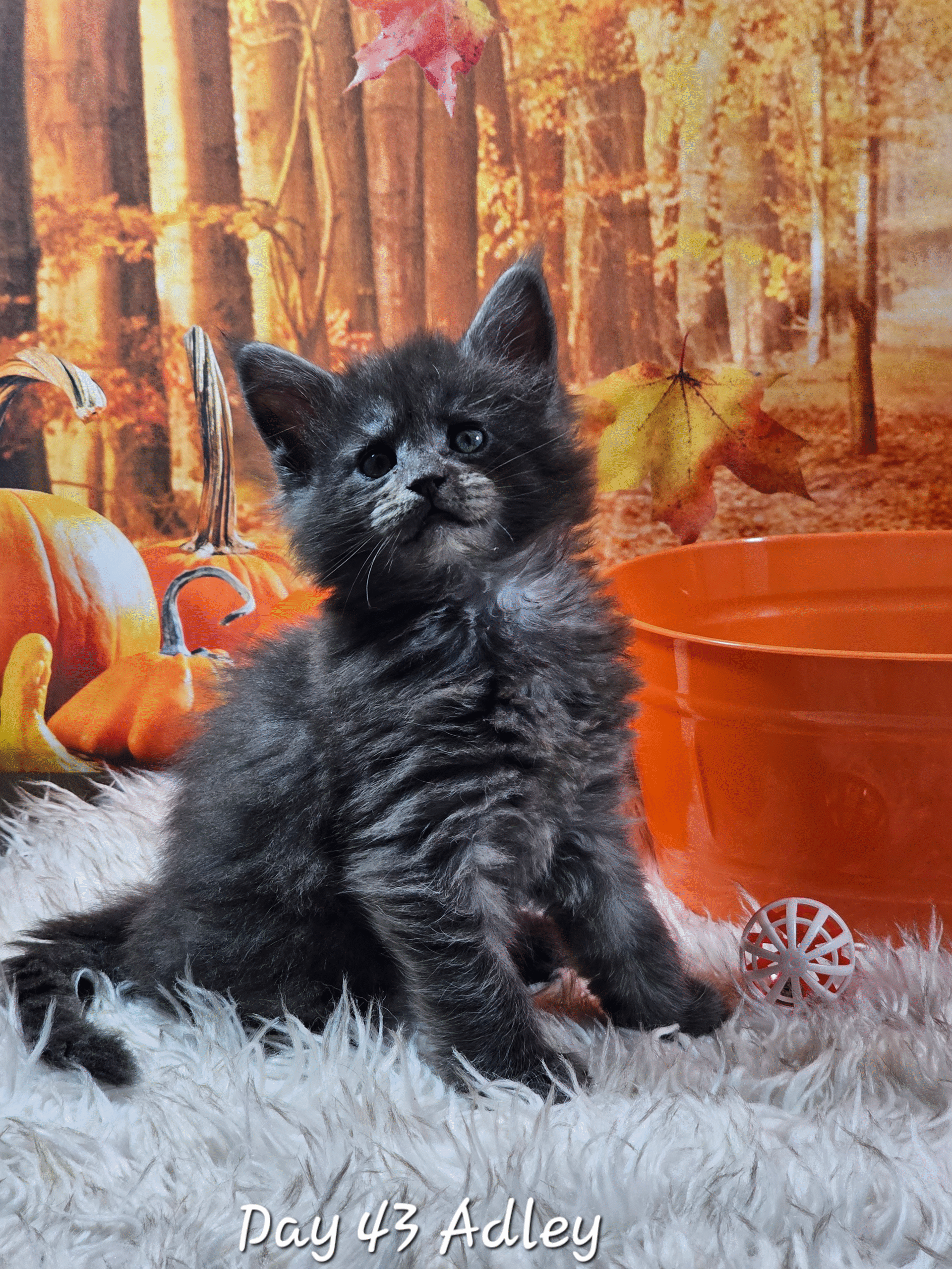 Albie, Kitten Maiane Coon | Berry Furry