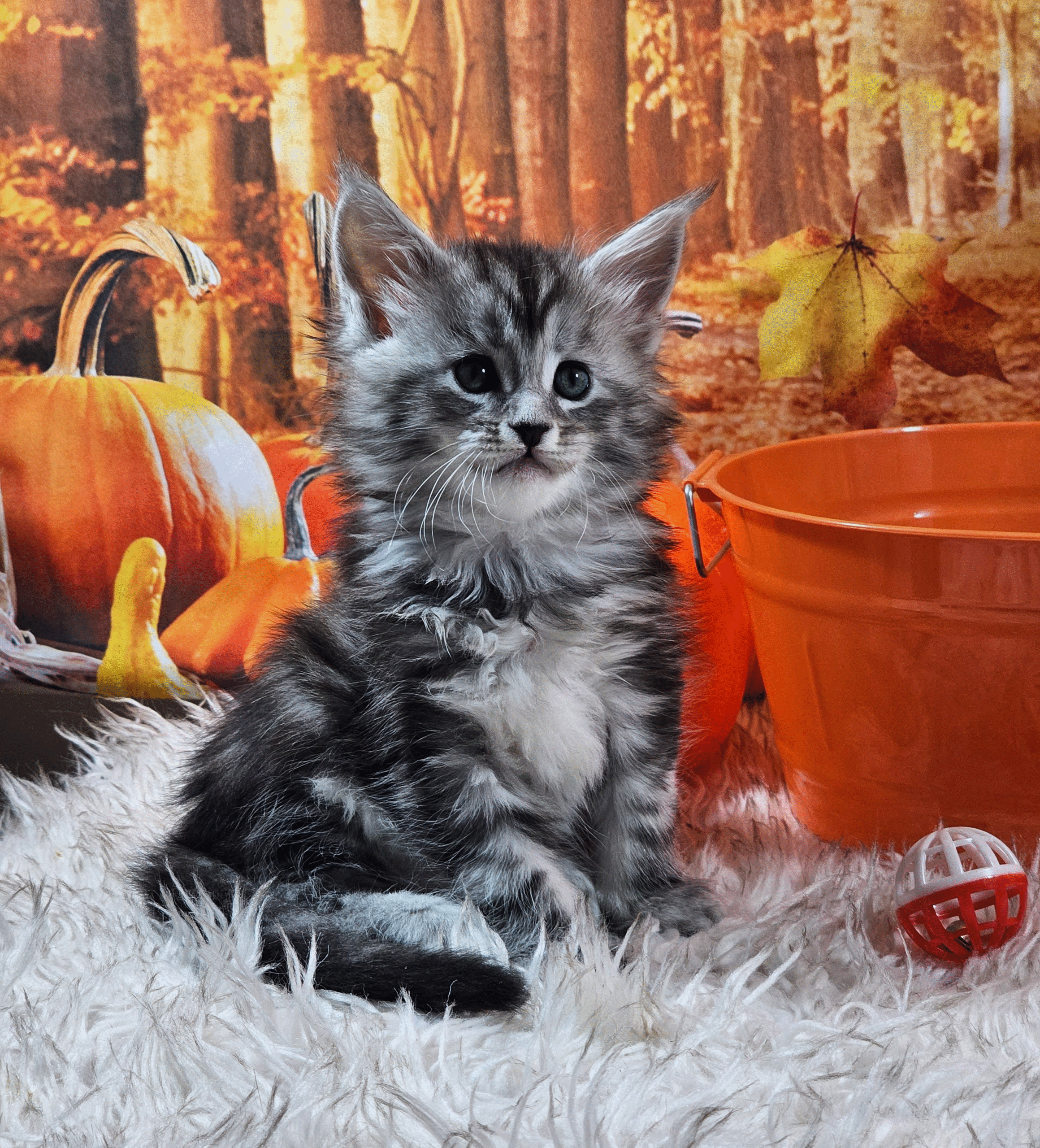 Adi, Kitten Maine Coon| Berry Furry