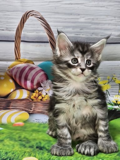 Bee, The  Maine Coon Kitten